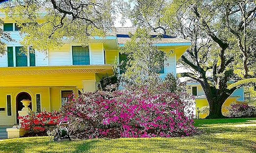 Nelson Azalea & All Acid Loving Plant Food Huge Blooms Jasmines Roses Camellias Gardenias NutriStar (15 lb.)