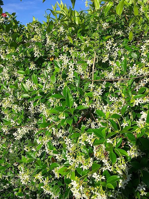 Nelson Azalea & All Acid Loving Plant Food Huge Blooms Jasmines Roses Camellias Gardenias NutriStar (25 lb.)